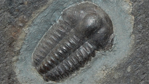 ELLIPSOCEPHALUS HOFFI