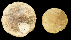 NUMMULITES