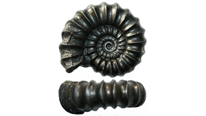 PROMICROCERAS (LYELLICERAS SP.)
