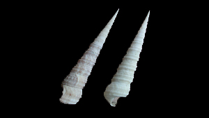 ARCHIMEDIELLA