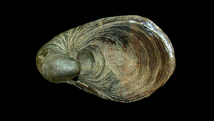 GRYPHAEA