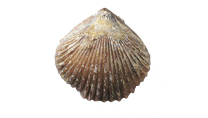 GONIORHYNCHIA