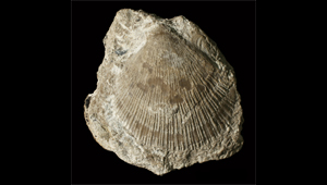 AVICULOPECTEN