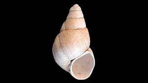 VIVIPARUS