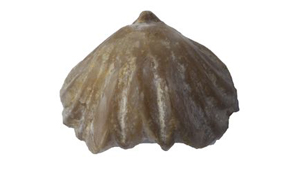 HOMOEORHYNCHIA