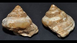 PLEUROTOMARIA