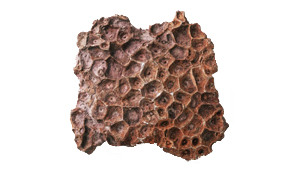 ACTINOCYATHUS