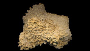SIPHONODENDRON