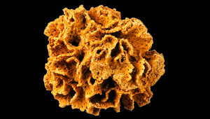 SCHIZORETEPORA