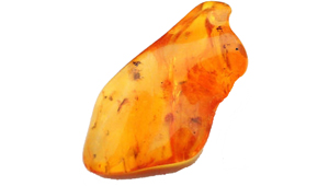 INSECTE FÒSSIL