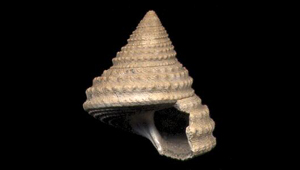 CALLIOSTOMA
