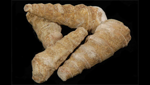 TURRITELLA GRADATAEFORMIS