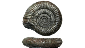DACTYLIOCERAS COMMUNE