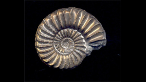 PLEUROCERAS SPIRATUS