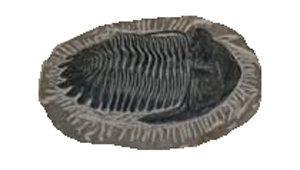 KTENOURA