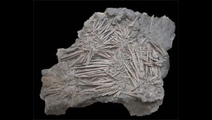 ARCHAEOCIDARIS
