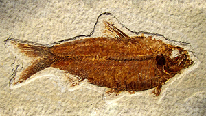 KNIGHTIA EOCAENA