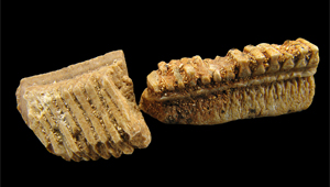 DENTS DE MYLIOBATIS