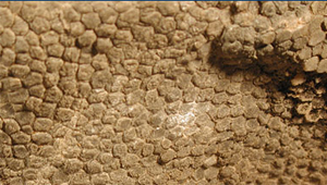 DINOSAUR SKIN IMPRINT