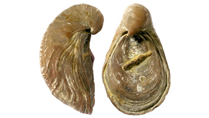 GRYPHAEA ARCUATA