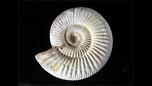 AMMONITE PERISPHINCTES