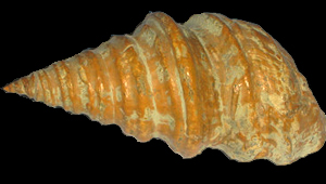 GLAUCONIA