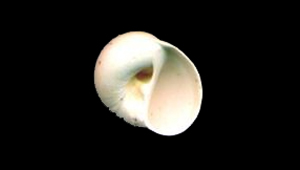 NATICA NOAE