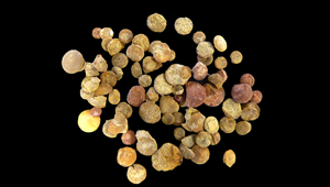 ORBITOLINA