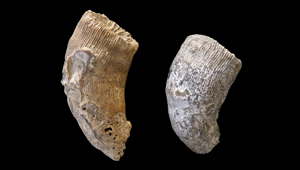 PLACOSMILIA BOFILLI