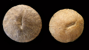 PARACUNNOLITES HUMILIS