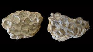ISASTREA