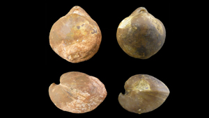 LIOSPIRIFERINA ALPINA