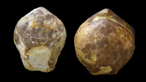 ZEILLERIA QUADRIFIDA MORF. CORNUTA