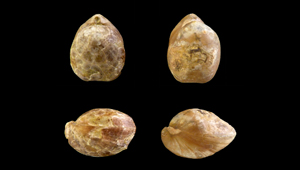 LOBOTHYRIS SUBPUNCTATA