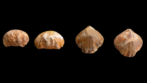 STOLMORHYNCHIA BOUCHARDI
