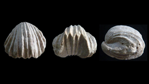 BURMIRHYNCHIA DECORATA