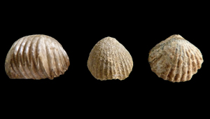 HOMOEORHYNCHIA MERIDIONALIS