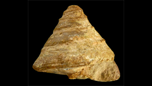 CONOTOMARIA CONOIDEA