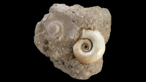 PLANORBIS SP.