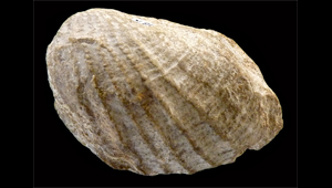 AFF PHOLADOMYA GIGANTEA