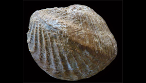 YAADIA (QUADRATOTRIGONIA) VALENTINA