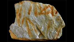 DIDYMOGRAPTUS MURCHISONI