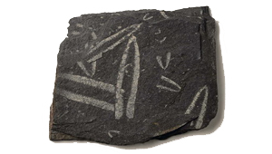 DIDYMOGRAPTUS MURCHISONI