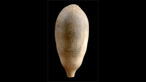 CYATHOCIDARIS SP. (RADIOLA)