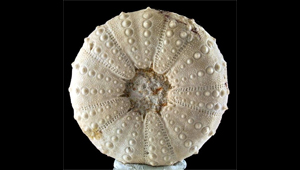 HETERODIADEMA OURMEMENSE