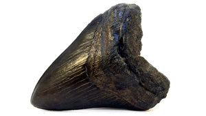 CARCHARODON MEGALODON